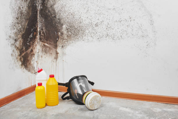 Best Mold Remediation for Specific Building Types in Cairo, IL