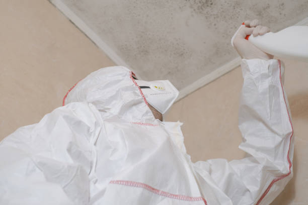 Best Health and Safety Mold Remediation in Cairo, IL
