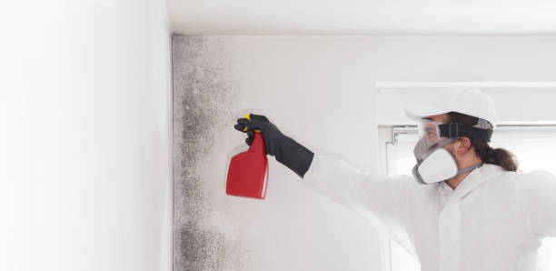 Best Attic Mold Remediation in Cairo, IL