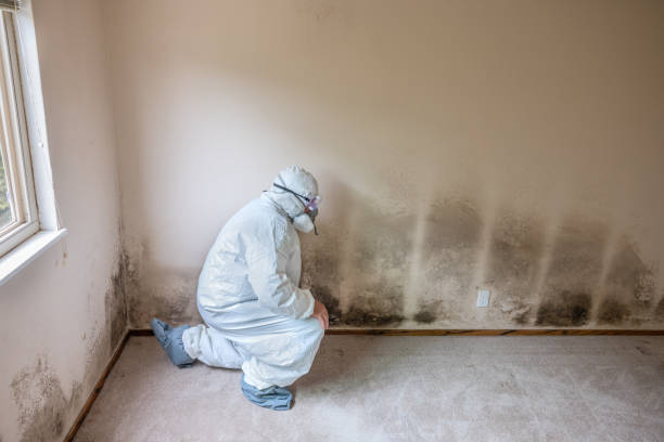 Professional Mold Remediation in Cairo, IL
