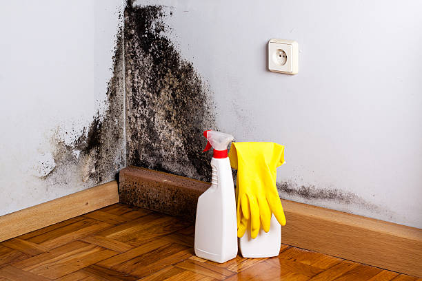 Best Residential Mold Remediation in Cairo, IL