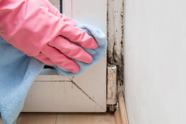 Best Kitchen Mold Remediation in Cairo, IL