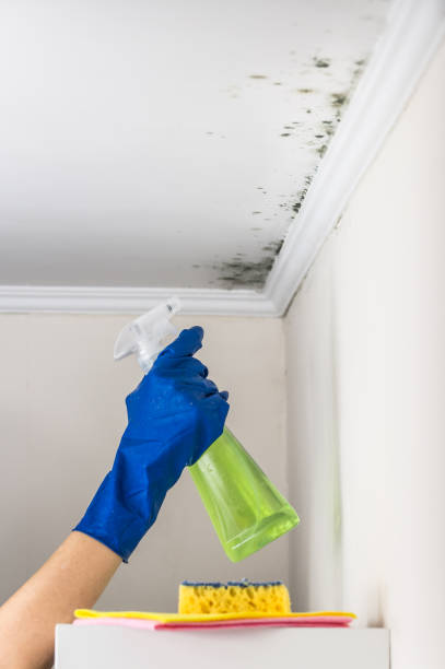 Best White Mold Remediation in Cairo, IL