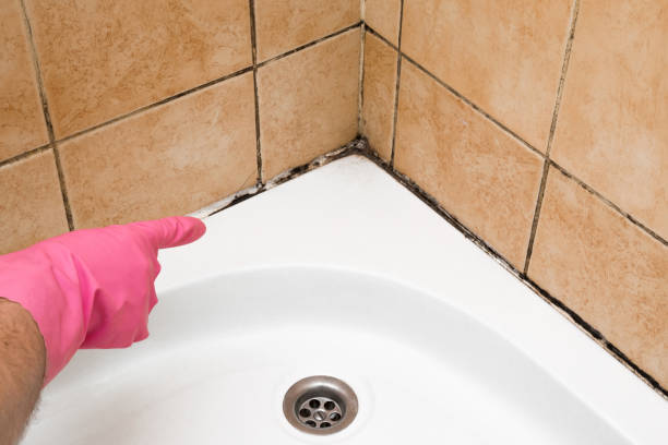Best Bathroom Mold Remediation in Cairo, IL